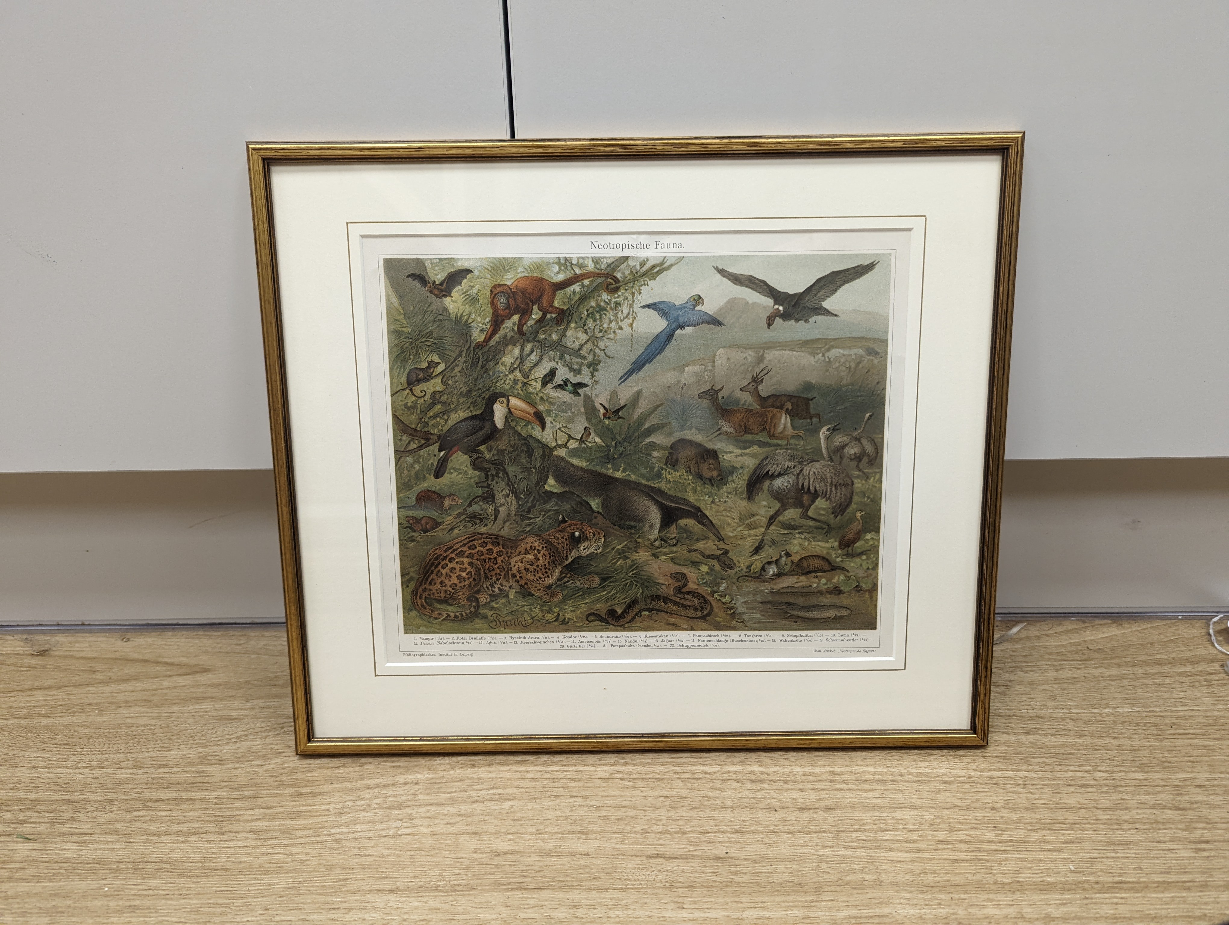 Bibliographisches Institut, Leipzig, sixteen assorted chromolithographs, Illustrations of orchids, fungi and other flora and fauna, 22 x 29cm